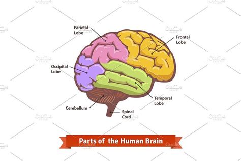 Human brain diagram | Human brain diagram, Brain diagram, Human brain