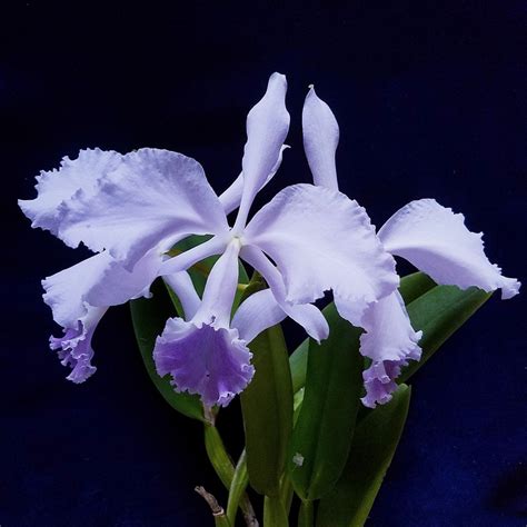 Cattleya Warneri Coerulea Miranda FCC AOS The Picture Sp Flickr