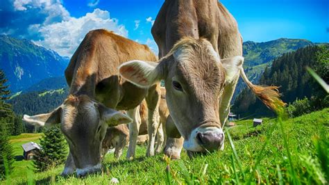 Vaca Saindo De 10 Para 20 Quilos De Leite Por Dia Estas Dicas Podem