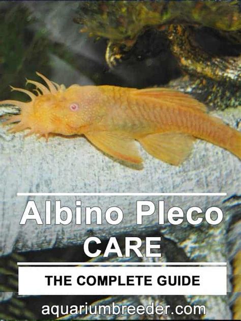 Albino Bristlenose Pleco – Detailed Guide: Care, Diet, and Breeding ...