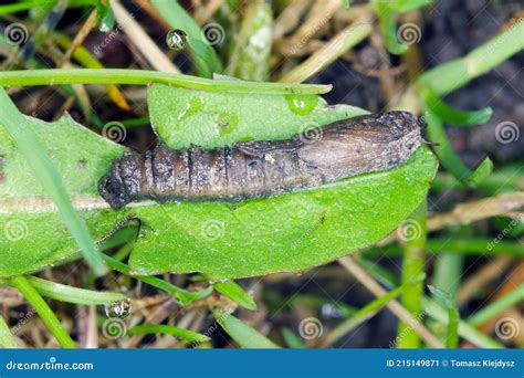 Pupa On Soil Of Crane Fly Is A Common Name Referring To Any Member Of The Insect Family ...