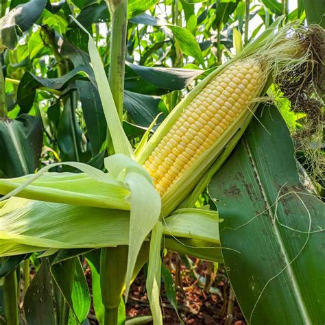 Sweet Corn Makka F Hybrid Seeds Pack Of Seeds Affordable