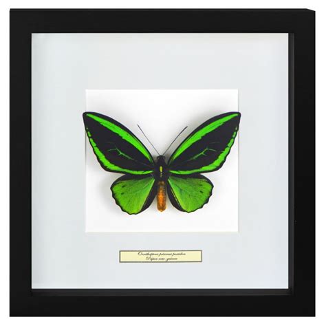 Decoratieve Frame Met Een Butterfly Ornithoptera Van Priamus Poseidon