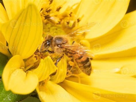 Close-up of a honey bee gathering pollen from a yellow sun flower. 11566358 Stock Photo at Vecteezy