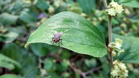 Flies Insect Fly Free Photo On Pixabay