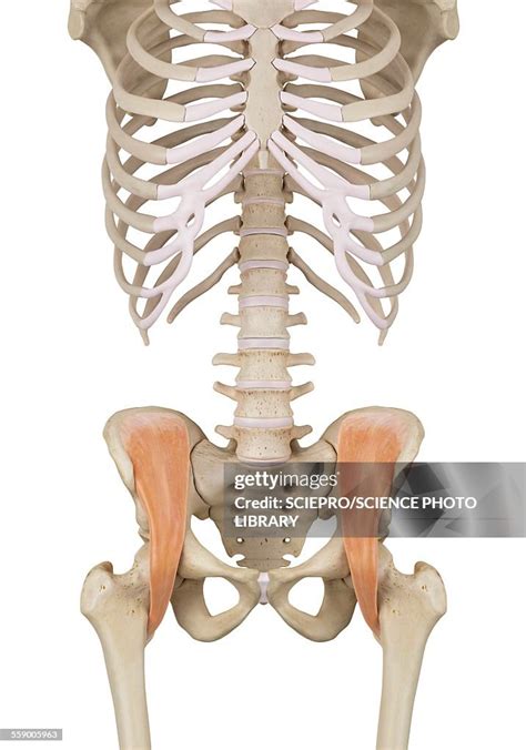 Human Pelvis Muscles Illustration High-Res Vector Graphic - Getty Images