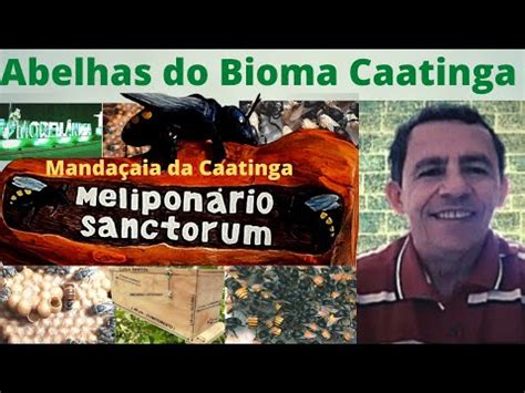 Mandaçaia Melipona mandacaia na umburana de cambão Commiphora