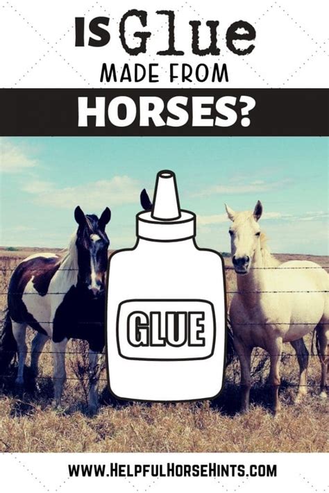 Is Glue Made From Horses Never Assume Helpful Horse Hints