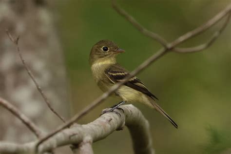 Yellow Bellied Flycatcher