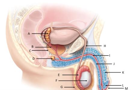 Reproducteur Homme Diagram Quizlet