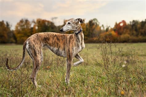 Por Qu Cada De Febrero Se Celebra El D A Mundial Del Galgo Punto