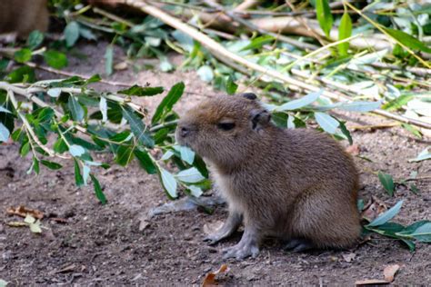 Five Little Capybara Babies - ZooBorns