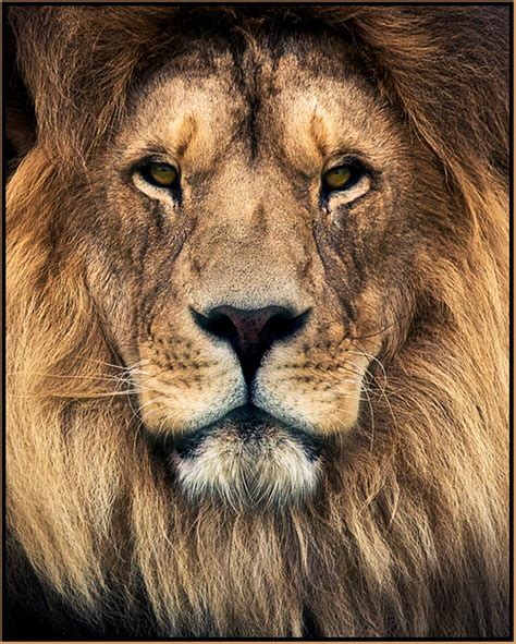 Lion Portrait | Shutterbug