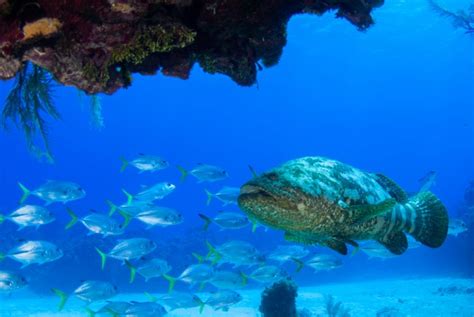 Biggest Grouper Ever Recorded American Oceans