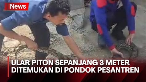 Petugas BPBD Pandeglang Evakuasi Ular Piton Di Pondok Pesantren YouTube