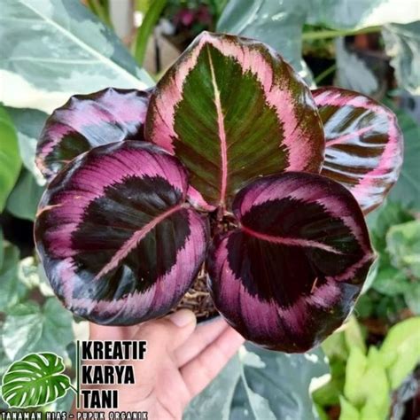 Jual Tanaman Hias Calathea Orbifolia Rotundifolia Fasciata Marion