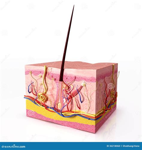 Anatomy Of Hair Follicles Stock Illustration Illustration Of Cuticle