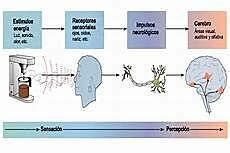 Recorrido En El Estudio De Los Procesos Sensoperceptivos Timeline Ti