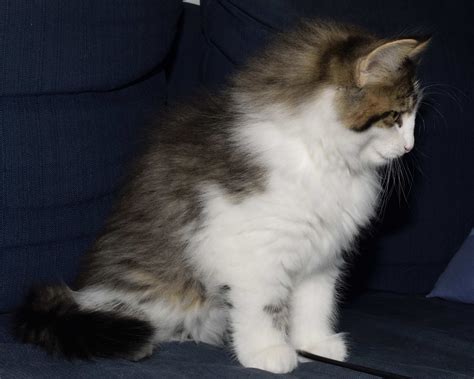 A Litter Cucciolata Gatto Norvegese Ten Weeks Pictures Of