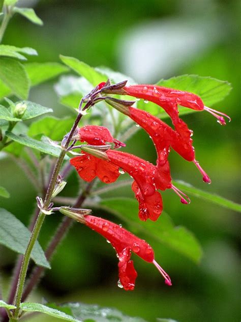 Salvia Coccinea (Scarlet Sage): Identification, Edibility & Plant Care