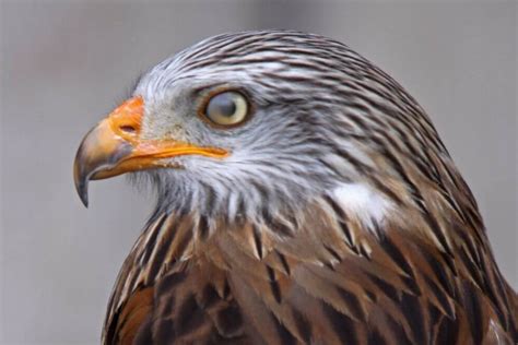 Birds of Prey in Ireland: The Complete Guide