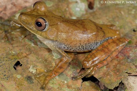 Hypsiboas Geographicus Map Treefrog An Adult Map Treefro Flickr