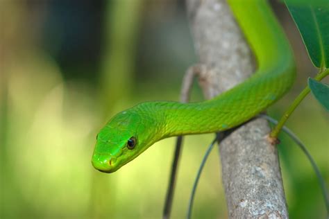 Green Mamba Animal Kingdom