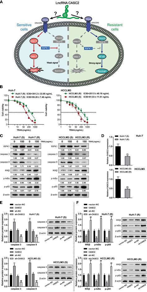 Frontiers The LncRNA CASC2 Modulates Hepatocellular Carcinoma Cell