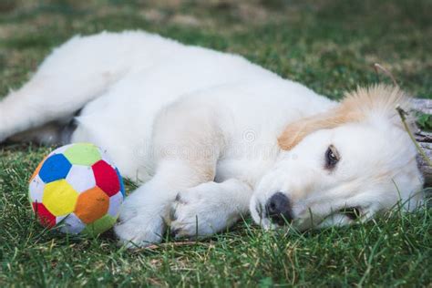 Adorable Golden Retriever Puppy Rest Near a Colorful Ball Stock Image ...