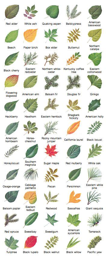 Free Printable Leaf Identification Chart