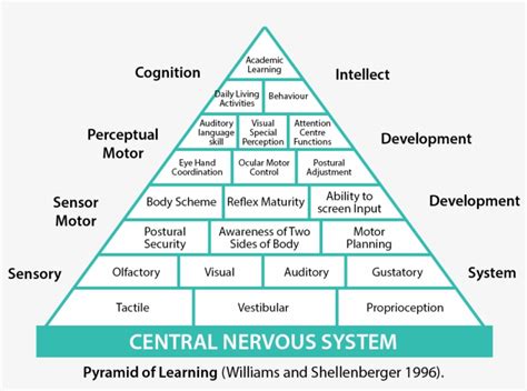 Pyramid Of Learning Pyramid Of Learning Sensory Transparent Png