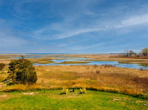 Marshy Field Stock Photos Pictures And Royalty Free Images Istock