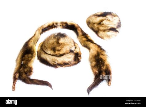 Fur Trapping Hi Res Stock Photography And Images Alamy