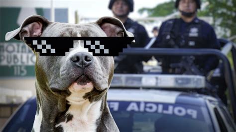 Perro Pitbull corretea a policías para evitar que arresten a su dueño