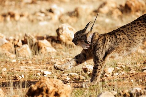 endangered iberian lynx set   populate  territory