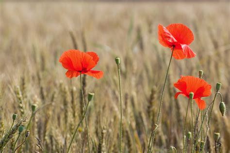 Wild Poppy Free Stock Photo Public Domain Pictures