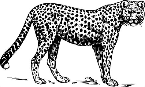 Cheetah Coloring Pages - ColoringBay