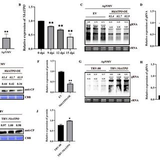 Atpo Positively Regulates Plants Against Apnmv Infection A Mdatpo Is