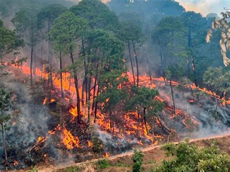 Con 47 Mil Hectáreas Afectadas Oaxaca Encabeza Tabla Nacional