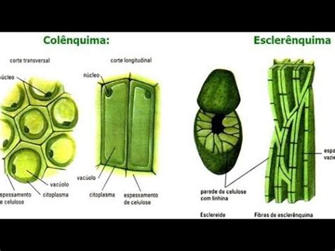 Colênquima E Esclerênquima - #4.2 - Sistemas Fundamentais: Colênquima e Esclerênquima (Biologia D ...