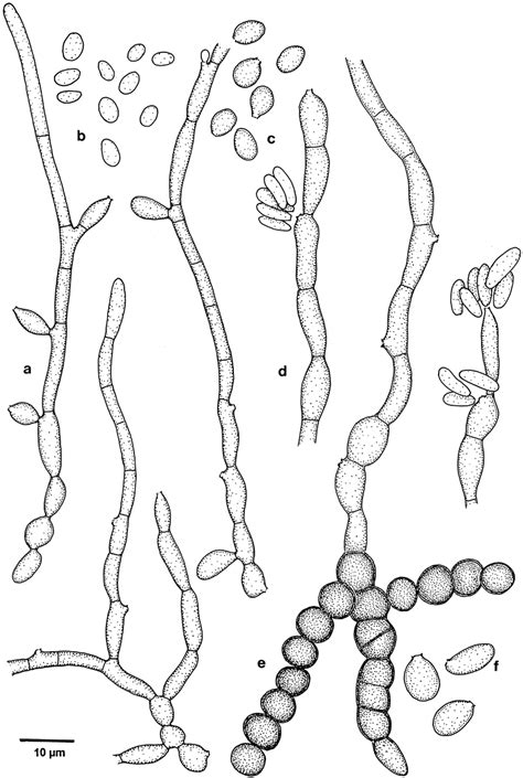 Hyphal Yeast Like Morphology Sarcinomyces Phaeomuriformis A C Dh