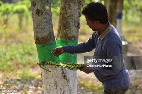 Half Grown Tree Photos And Premium High Res Pictures Getty Images