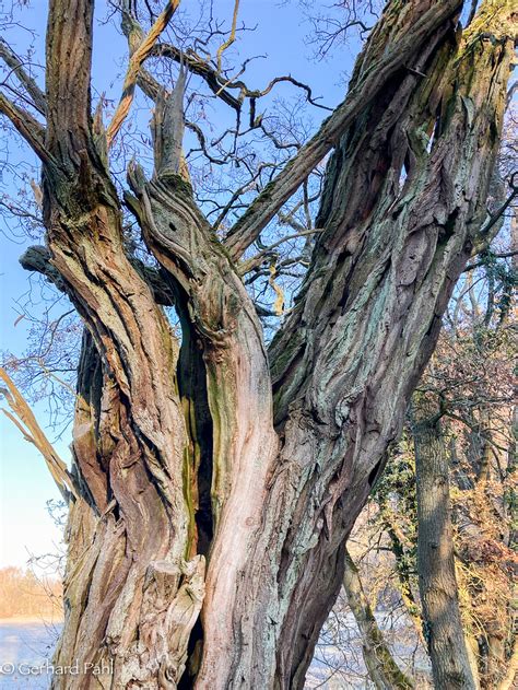 Skulptur Gewöhnliche Robinie Robinia pseudoacacia c Ge Flickr