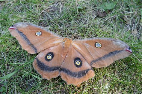 Antheraea Montezuma Female Saturniidae Antheraea Montezu Bart C