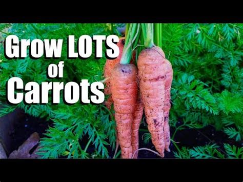 Grow Lots Of Carrots Tips Growing Carrots Guide And Tips