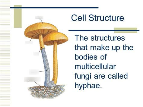 Fungi Lab Diagram | Quizlet