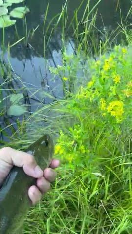 Pond Fishing Largemouth Bass YouTube