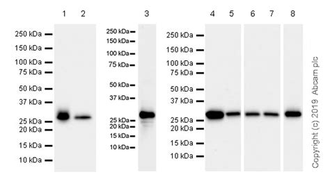 Anti Carbonic Anhydrase Ca Epr Ab