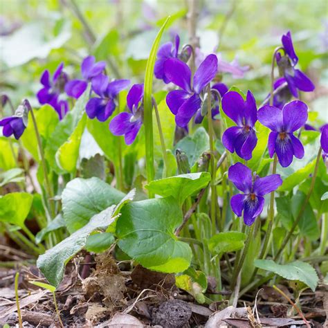 Viola Flower