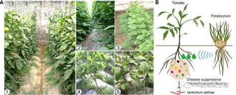 Molecular Plant 东北农大南京农大研究揭示根系分泌物塑造根际微生物组的病害抑制能力！ 知乎